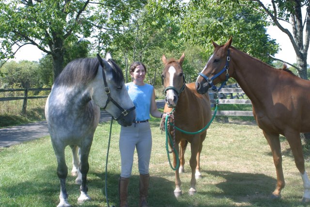 three horses