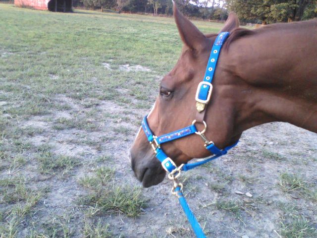 Viggo
